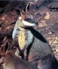 swampwallaby